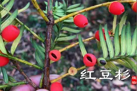 “红豆杉”国家一级保护植物，这么大的已经很少见！看到请保护好视频封面