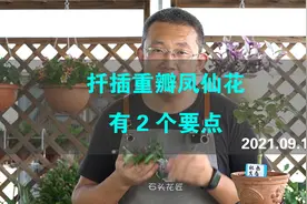 扦插重瓣凤仙花，有2个要点，生根快、不黑腐视频封面