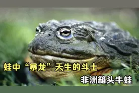 非洲头蛙残忍捕食，大老鼠小昆虫都不放过，甚至捕食自己的同类视频封面