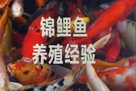 锦鲤鱼养殖的方法 养殖锦鲤经验总结～“先养水，后养鱼”视频封面