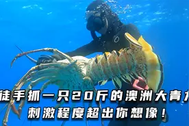 徒手抓一只20斤的澳洲大青龙，刺激程度超出你想像！#自由潜渔猎视频封面