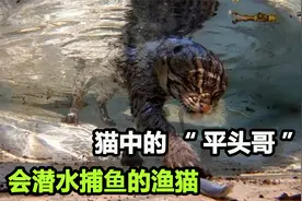 会潜水捕鱼的渔猫，尾巴掌舵，捕捉猎物快狠准，绝不失手视频封面