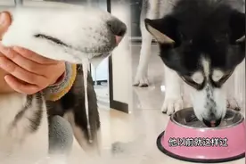 狗狗口吐白沫可把主人吓坏了，没想到最后被一瓶苏打水搞定了视频封面