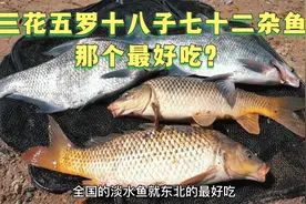 东北诸多野生鱼：三花五罗，到底哪一种最好吃？视频封面