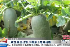 潍坊百亩水果萝卜遇滞销，降价出售仍无人问津，菜农急得直犯愁视频封面