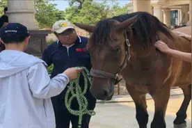 好消息！福建第三匹“下海救人马”已痊愈，身体恢复良好视频封面