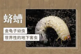 蛴螬——金龟子幼虫，世界性的地下害虫视频封面