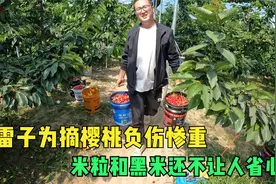 雷子为摘樱桃负伤惨重，一瘸一拐回到家，两宝还以这种方式欢迎我视频封面