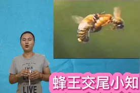分享蜂王交尾小知识，让你更了解产卵蜂王的诞生全过程视频封面