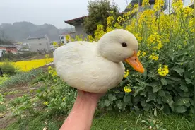 春天到了，给失恋的鸭子孵只小鸭子视频封面