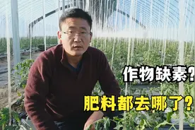叶片变黄作物缺素，是谁“偷”走了肥料？农民要反思了视频封面