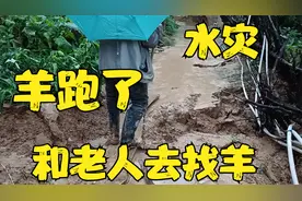 羊跑了，和老人上山找羊，羊能找回来吗…视频封面