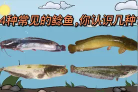 常见的4种鲶鱼，你认识几种？视频封面
