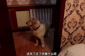 自驾游青海，为了找个便宜能住狗狗的旅馆，真的太不容易了视频封面