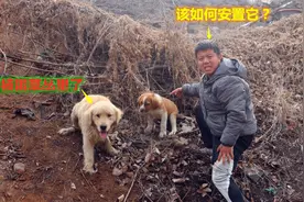 金毛说草丛里传出奇怪叫声，小虎跑去发现只流浪狗，该如何处理？视频封面