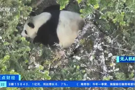 四川宝兴：无人机记录野生大熊猫影像视频封面