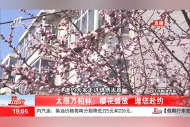 “锦绣太原，生态西山”！樱花盛放，邀您赴约视频封面