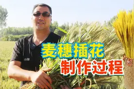 客厅麦穗插花制作没你想得那么难，500根30分钟搞定！视频封面
