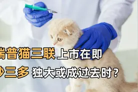 瑞普猫三联上市在即，妙三多独大或成过去时？视频封面