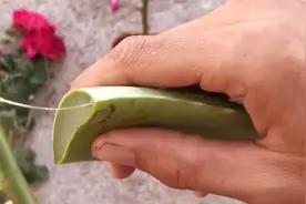 扦插没有生根粉生根慢怎么办？教你这样做生根快，太神奇了视频封面