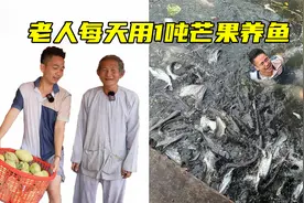 下雨把鱼冲进房子，老人每天用1吨芒果开始养鱼，一天一条吃不完视频封面