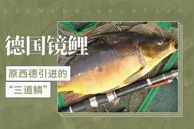 原西德引进的“三道鳞”——德国镜鲤视频封面