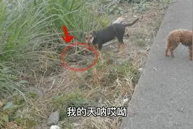 两只狗围着草丛里不肯走开，走近一看，第一次见到这个奇怪的东西视频封面