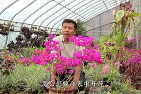 喜欢三角梅不能错过它，开花紫色重瓣，密密麻麻全是花，爆盆简单视频封面