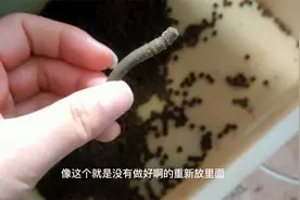 喝不了中药？把药做成水丸，一周的药吃俩月，既省了钱又养了生视频封面