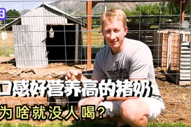 营养高口感好的猪奶，为啥没人喝？看完你就知道了视频封面