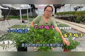 栀子花买回家为啥总黄叶掉叶养不活？搞懂4点原因，就能轻松养好视频封面