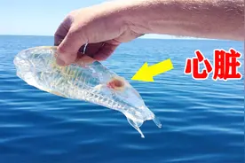 被渔夫发现的，5种神奇海洋生物视频封面