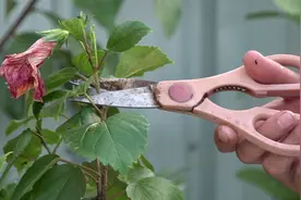 持续开花的扶桑花，都是这样修剪的，你做对了吗？视频封面