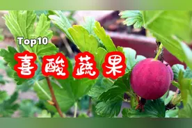 10种喜酸的蔬果，在酸性的土壤里长得更好视频封面
