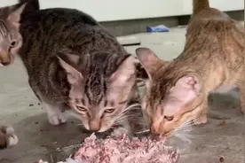 猫妈把小猫藏得太隱蔽！喂食多时也没看到，今天终于找到一家四口视频封面