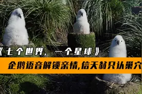 动物如何识别自己幼崽？企鹅语音解锁亲情，信天翁只认自己的巢穴视频封面