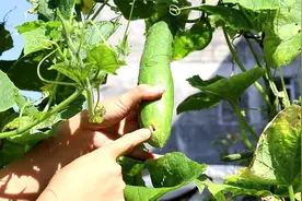 黄瓜有虫害，只需打一次这种药，解决虫害，既安全又环保