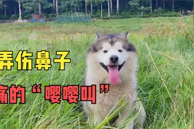 蠢萌狗狗在草丛玩耍，结果一不小心把鼻子弄伤了，鼻血流个不停视频封面