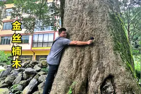 贵州山村藏着一棵金丝楠木，价值连城被村民奉为神树，这树不简单视频封面