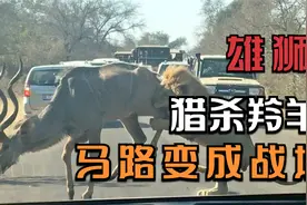 雄狮单独猎杀瞪羚，马路上成为战场，过往司机全都不敢动！视频封面