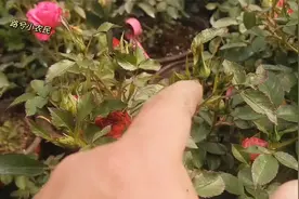 月季品种推荐，多头勤花抗病强，非常适合阳台种植，值得入手视频封面