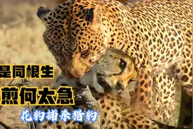 花豹锁喉猎豹，本是同根生，相煎何太急视频封面