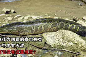 黑鱼作为凶猛的食肉鱼类，在水中少有天敌，为何它没有泛滥成灾？视频封面