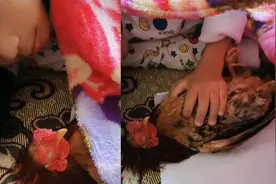 男孩玩累了抱着公鸡睡着了，网友一看乐了：鸡怎么也“躺着”睡了视频封面