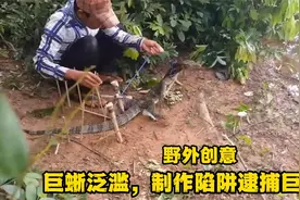 印尼巨蜥泛滥，祸害家禽，小伙制作野外陷阱逮捕巨蜥！视频封面