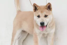 老猎人选狗喜欢花舌头，上山打猎不怕毒蛇，极品土猎