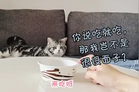 铲屎官第1次给猫喂生牛肉，先拿了3粒喂，结果猫居然傲娇了起来