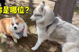 同时养柯基和哈士奇是什么体验？视频封面