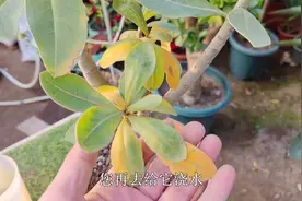 沙漠玫瑰烂叶黄叶？告诉你：只要“管住手”，自己就能快速恢复！视频封面