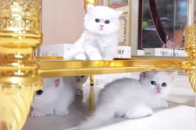 猫咪逆袭！炎炎夏日惊人降温秘籍大揭秘，笑翻你的肚皮！视频封面